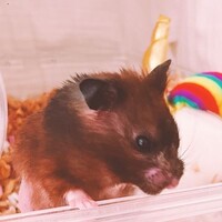 三女：かすみ（通称：かちゅ）