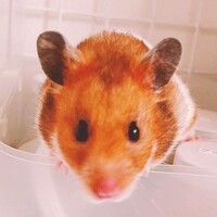 四女：かりん（通称：カリナ）