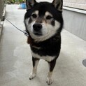 イケメンワンコ　柴犬のげんちゃんです