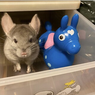 チンチラ　シナモン　2歳　可愛い男の子