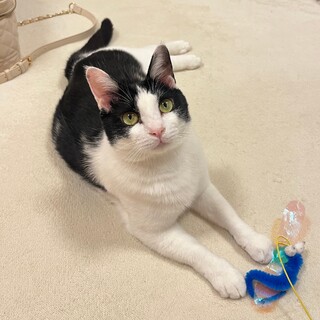 【6/2芝浦】おしとやか★包容力のある女の子