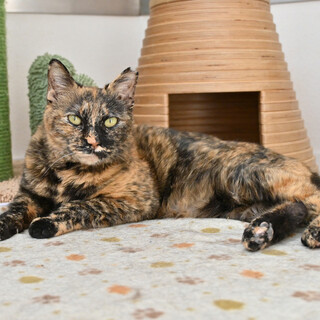 サラ：オジさん顔の女の子