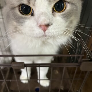  スコティッシュフォールド　立ち耳男の子