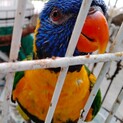 ゴシキセイガイインコ 助けてください