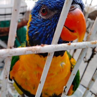 ゴシキセイガイインコ 助けてください