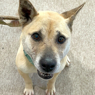 人も犬も大好き！元気な甘えん坊女子ティラ