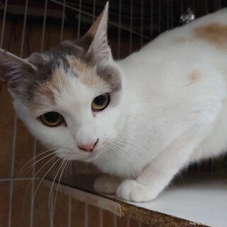 人なれ抜群　甘えん坊な女の子　さくらちゃん