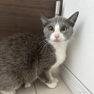 美人なグレー白　ゆらんちゃん