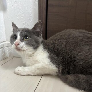 美人なグレー白　くらんちゃん