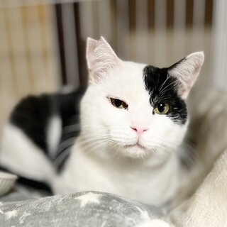 ★里親様決定!★ゴロスリの甘えん坊❤ブッチ