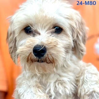 24-M80　利口なマルプーちゃんです！！