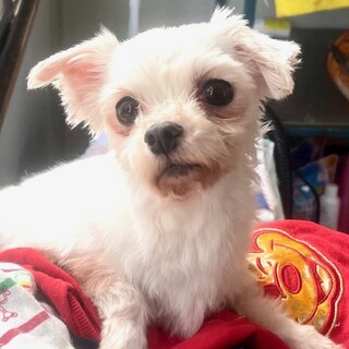 24-W84　愛らしいマルちゃんです♪