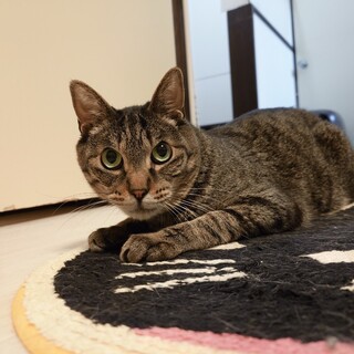 人馴れ修行中！ビビリなキジトラ男子 まさ♂