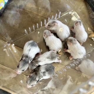 ゴールデンハムスターの若い個体5匹