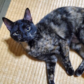 【4/21譲渡会】多頭飼育崩壊レスキューのキキ