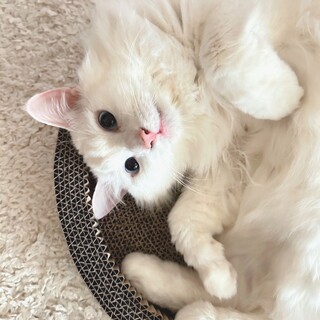 【4/21譲渡会】多頭飼育崩壊レスキューのブラン