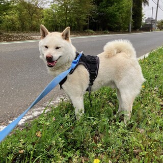 【保健所引取り協議中】臆病で気難しい白柴君3歳