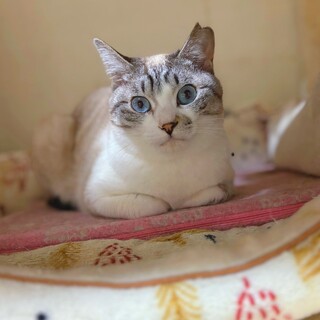 【4/21譲渡会】2匹一緒にシロちゃん