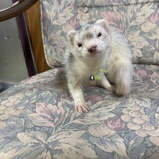 3歳のフェレット