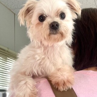 24-W86 マルプー女の子♪