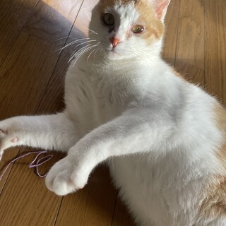 1歳くらい大きくて白くて可愛くて綺麗な茶白男子