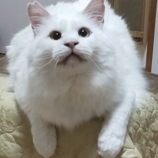 人間大好きでかおちゃん