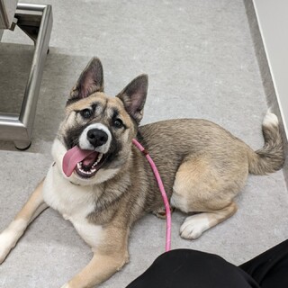 ☆家族決定☆【くれは】