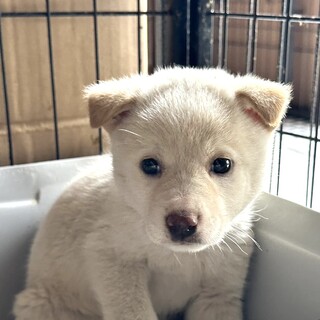 野犬の子犬♀アカちゃん⭐︎保健所レスキュー