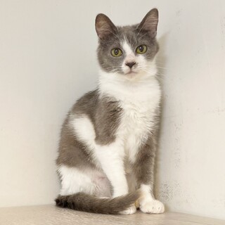 【5/12芝浦】ママと子猫2匹で保護★1匹譲渡可