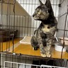 人は大好き❗️猫は嫌い❗️1匹飼い限定❤甘露 サムネイル3