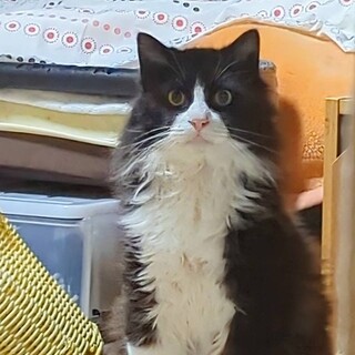 大きな体でシャイなパンくん！慣らしてあげて