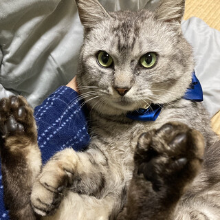 超なれなれ♪もっちもちのサバトラ『銀太』