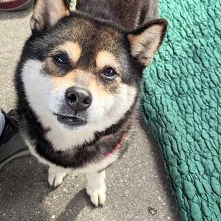 豆柴☆小さな可愛い♀女の子です