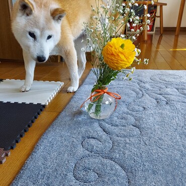 ヒロくん(*´▽｀*)お誕生日おめでとう♥️　私と10こ違いだね笑笑。ﾁｮｯﾋﾟﾘうらやましい( ´ー`)