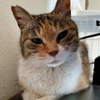 おっとり甘えん坊の三毛猫サクラちゃん