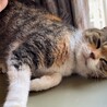 おっとり甘えん坊の三毛猫サクラちゃん サムネイル3