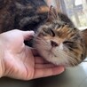 おっとり甘えん坊の三毛猫サクラちゃん サムネイル4