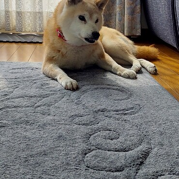 ゆづ樹ちゃんつゆくん(T0T)こわかったね！ほんとに地震が多いねΣ(*ﾟДﾟ*)みんなも気をつけて‼️