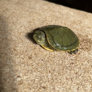 ミドリガメの赤ちゃん（1匹）」愛知県 - 爬虫類・他の里親募集(487118