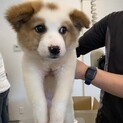 元野犬の女の子　ずっとの家族募集中
