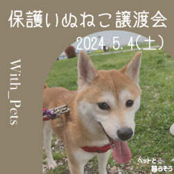 保護いぬねこ譲渡会