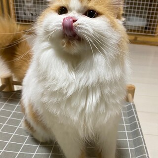 おっとりマイペースそばちゃん