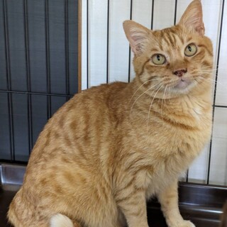 穏やかな優しい男の子★ジェシカくん