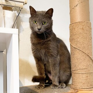 【5/12芝浦】ロシアンブルー風★丸顔が可愛いラン