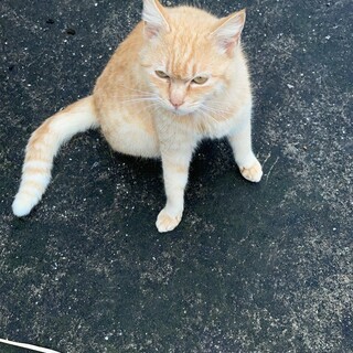 茶トラの女の子です！