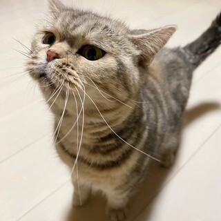 少しツンデレ猫ちゃんノマ