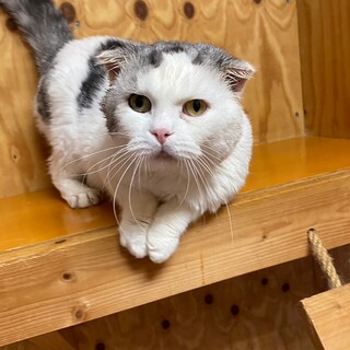 のんびり癒し系猫くんアメ