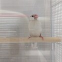 荒鳥 文鳥の ななくん