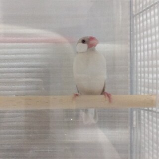 荒鳥 文鳥の ななくん