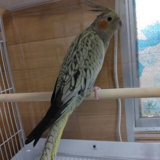 荒鳥  オカメインコのぽぽ